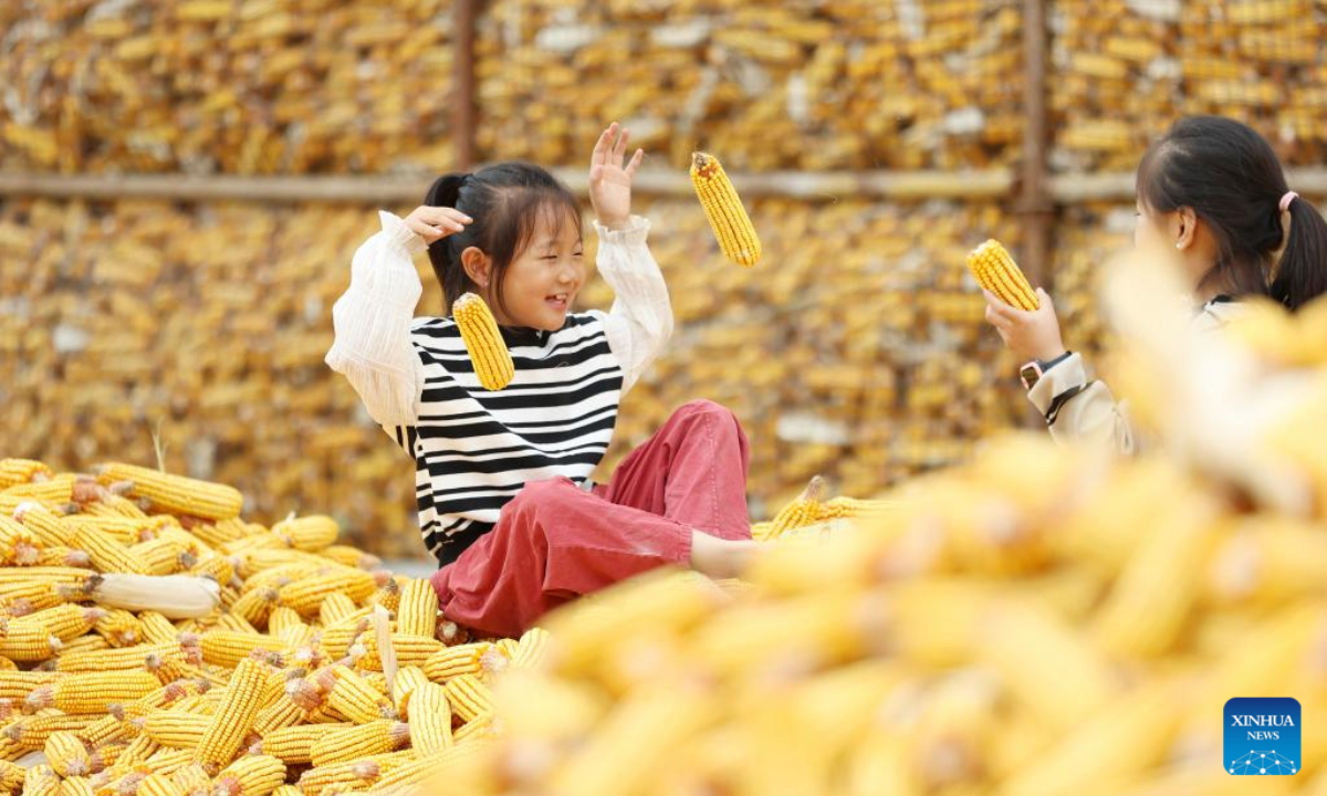 Girls play on a corn stack in Songtun Village of Tancheng County, Linyi City, east China's Shandong Province, Oct 3, 2023. Photo:Xinhua