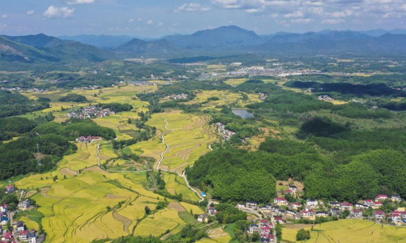 This aerial photo taken on Sept. 11, 2023 shows terraced fields in Baidi Town of Xuancheng, east China's Anhui Province. The terraced fields in Baidi Town have taken on a golden-tinged view as the harvest season approaches. (Photo by Jiang Jianxing/Xinhua)


