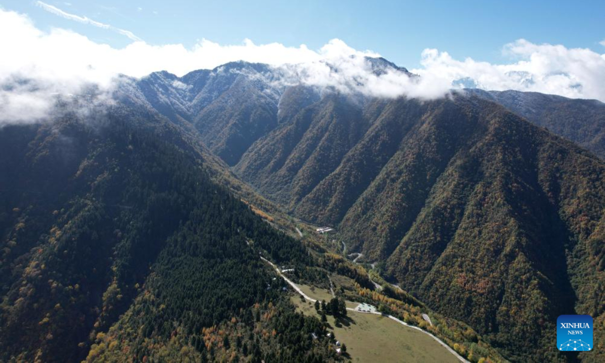 This aerial photo taken on Oct 19, 2023 shows the autumn scenery in Zhouqu County, Gannan Tibetan Autonomous Prefecture, northwest China's Gansu Province. Photo:Xinhua