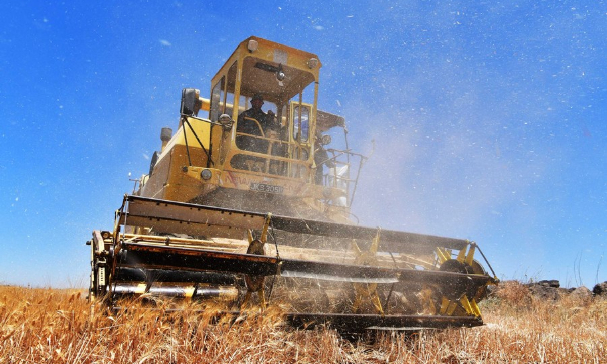 A farmer operates a harvester in a wheat field in Syria's southern province of Sweida, July 2, 2022. Photo:Xinhua