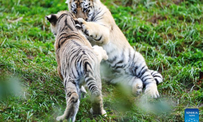 Siberian tiger cubs play at the Siberian Tiger Park in Hailin, northeast China's Heilongjiang Province, Oct. 1, 2023. The Siberian Tiger Park is one of three parks under the China Hengdaohezi Feline Breeding Center, the world's largest breeding center for Siberian tigers. The park now accommodates some 400 Siberian tigers. (Photo:Xinhua)