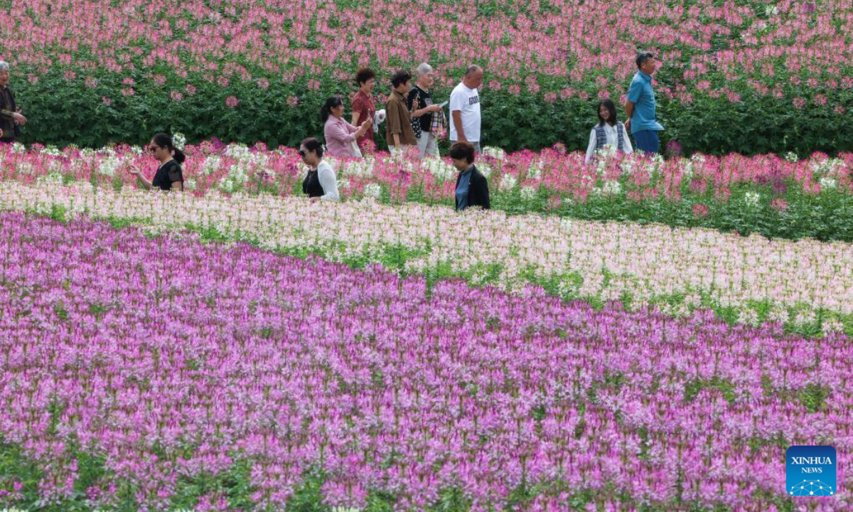 Visitors enjoy a sea of flowers in Yuhang District in Hangzhou, east China's Zhejiang Province, Oct 5, 2023. Photo:Xinhua