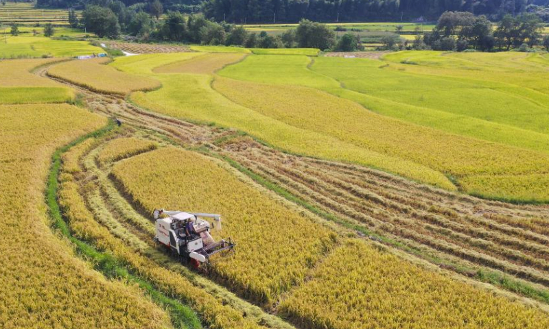 This aerial photo taken on Sept. 11, 2023 shows a harvester at work in a paddy field in Baidi Town of Xuancheng, east China's Anhui Province. The terraced fields in Baidi Town have taken on a golden-tinged view as the harvest season approaches. (Photo by Jiang Jianxing/Xinhua)