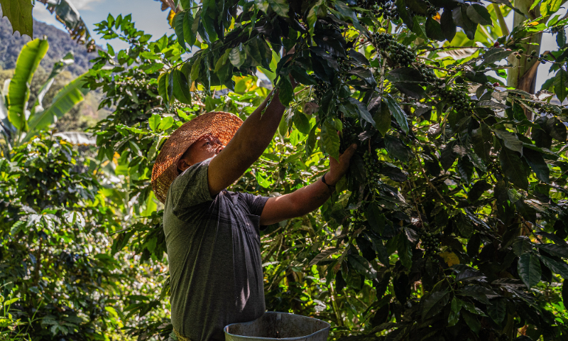 A worker harvests coffee at a farm in Ciudad Bolivar, Antioquia department, Colombia, on July 23, 2023. Photo: VCG