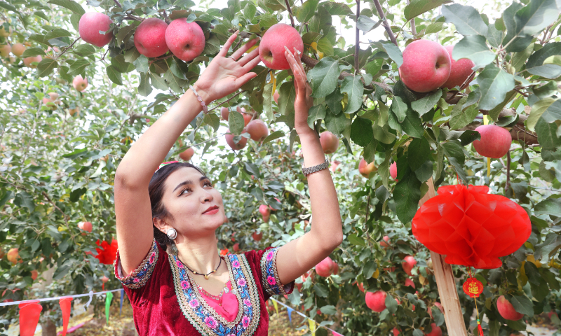 A woman picks apples in Aksu Prefecture, Northwest China's Xinjiang Uygur Autonomous Region on Oc-tober 23, 2023. The first apple cultural tourism festival kicked off on the same day in Aksu's Wensu county. Aksu is the main producing region for apples in Xin-jiang, with a total output of 817,200 tons annually. Photo: cnsphoto