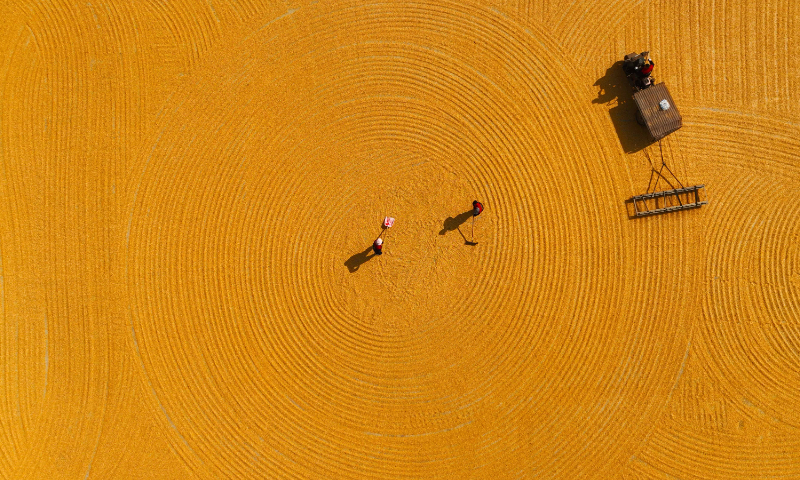 Farmers dry corn in Nanguanbei village, East China's Shandong Province, on October 23, 2023. Photo: VCG