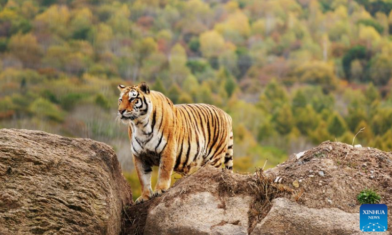 A Siberian tiger is seen at the Siberian Tiger Park in Hailin, northeast China's Heilongjiang Province, Oct. 1, 2023. The Siberian Tiger Park is one of three parks under the China Hengdaohezi Feline Breeding Center, the world's largest breeding center for Siberian tigers. The park now accommodates some 400 Siberian tigers(Photo:Xinhua)