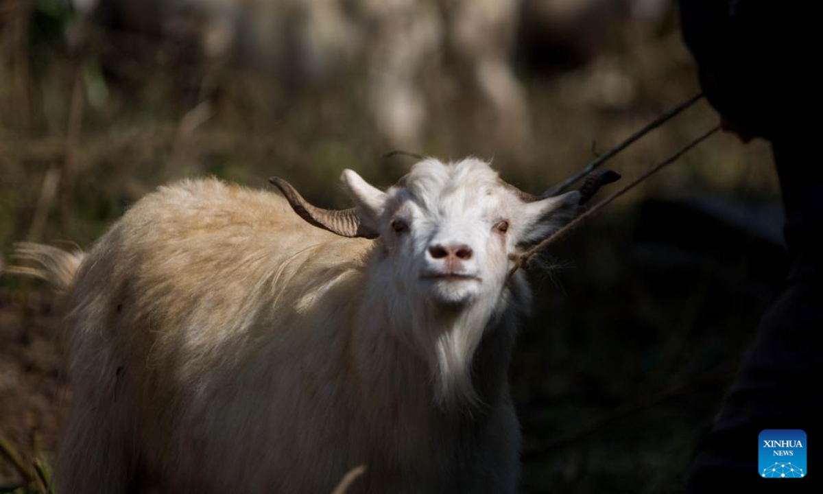 A goat is pictured at a market during the Dashain festival in Kathmandu, Nepal, Oct 19, 2023. Photo:Xinhua