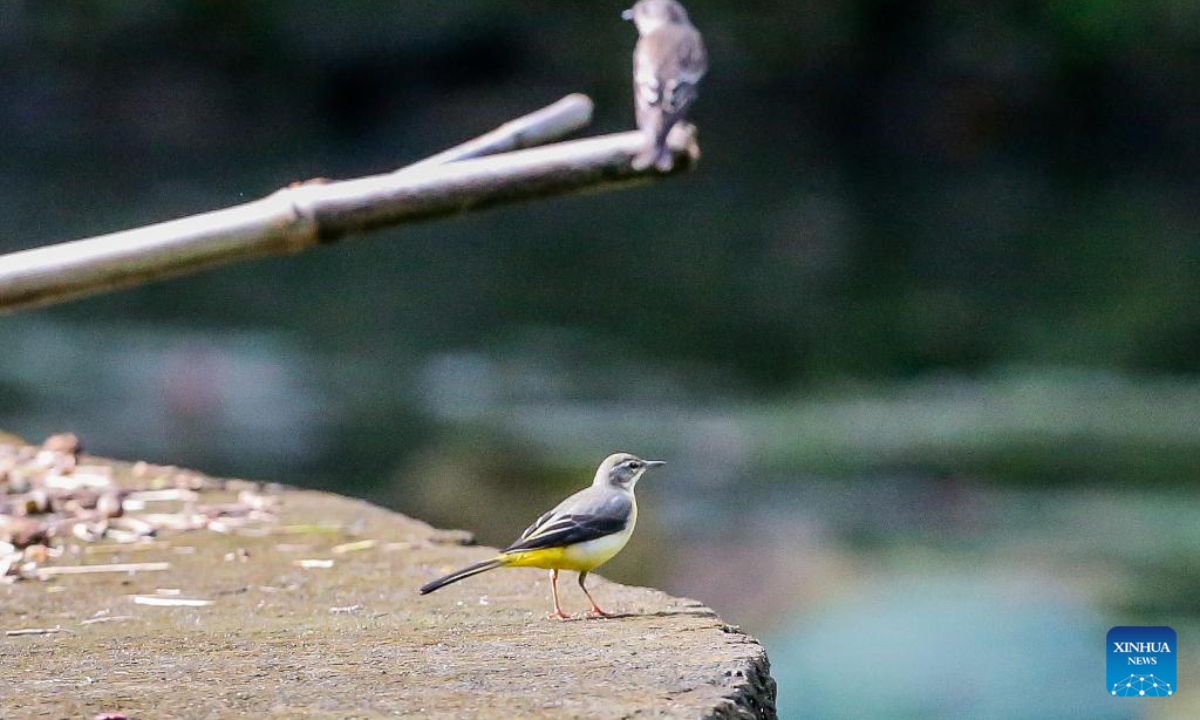 Birds are seen in Quezon City, the Philippines, Oct 4, 2023. The World Animal Day is celebrated annually on Oct 4. Photo:Xinhua