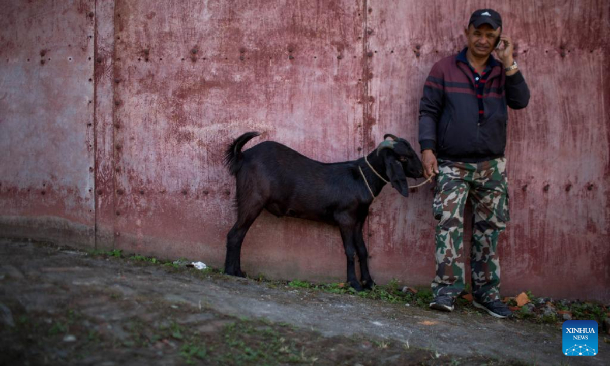 A man and a goat are pictured at a market during the Dashain festival in Kathmandu, Nepal, Oct. 19, 2023. Photo:Xinhua