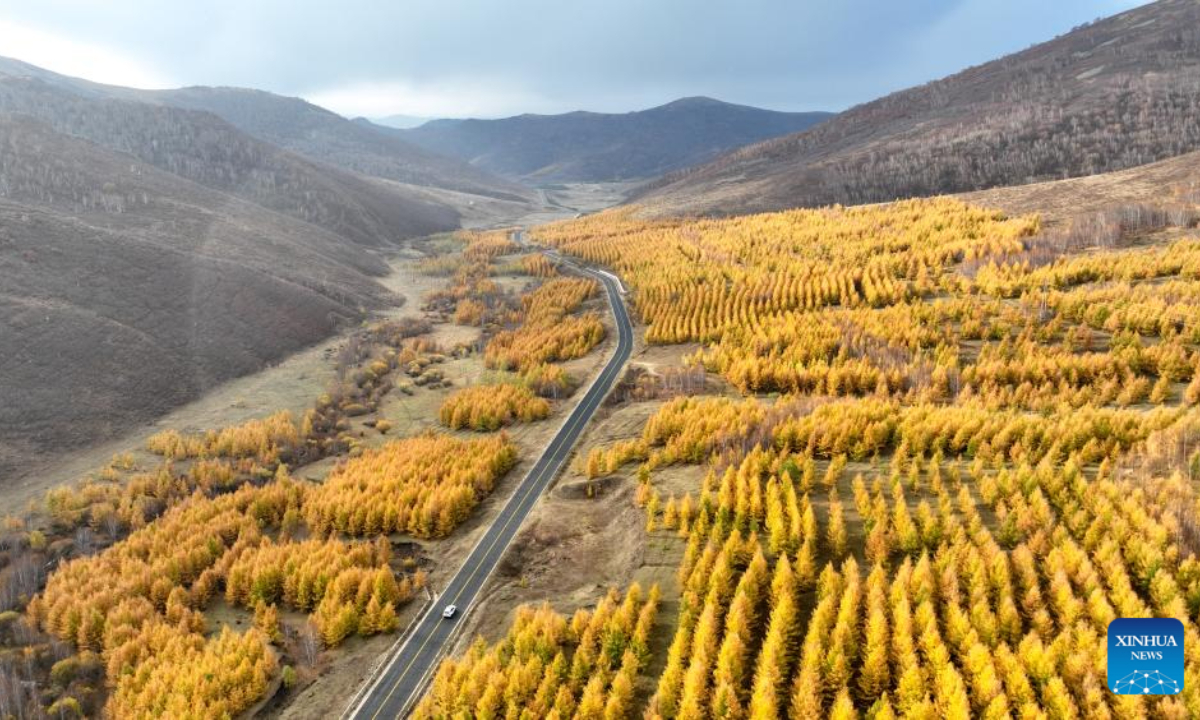 This aerial photo taken on Oct 13, 2023 shows the autumn scenery in Hexigten Banner of Chifeng City, north China's Inner Mongolia Autonomous Region. Photo:Xinhua