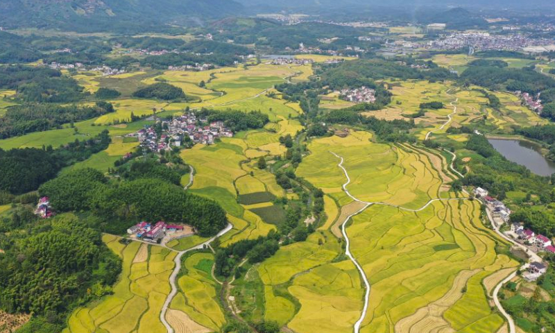 This aerial photo taken on Sept. 11, 2023 shows terraced fields in Baidi Town of Xuancheng, east China's Anhui Province. The terraced fields in Baidi Town have taken on a golden-tinged view as the harvest season approaches. (Photo by Jiang Jianxing/Xinhua)

