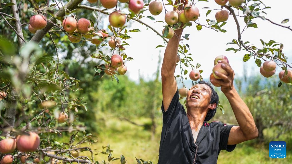 Villagers harvest apples in SW China's Guizhou Global Times