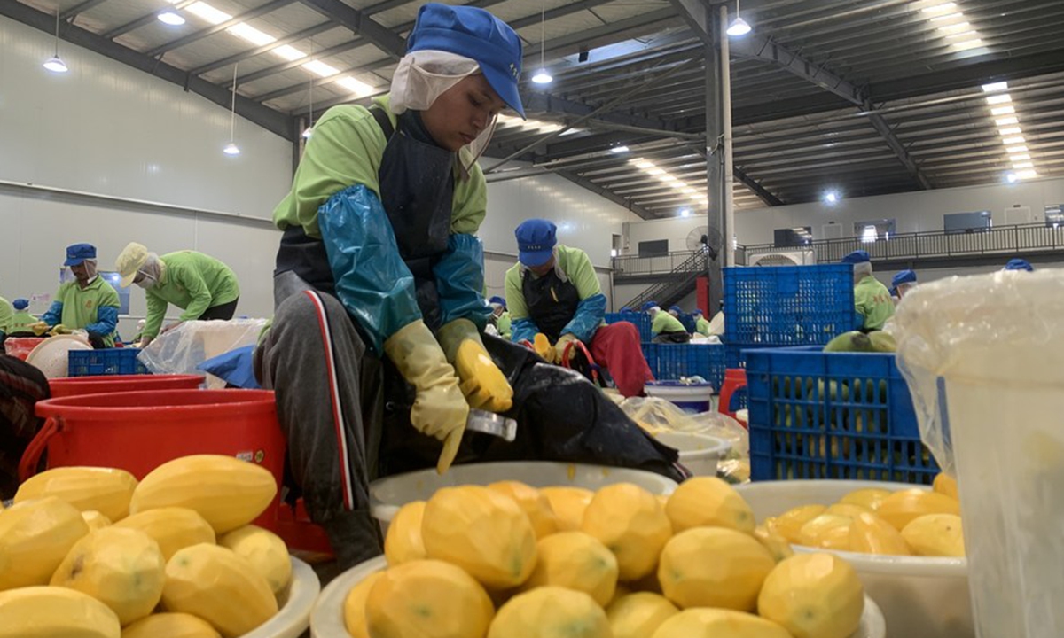 Workers slice ripe mangoes at the Zhong Bao (Cambodia) Food Science & Technology Co., Ltd. in Kampong Speu province, Cambodia on March 7, 2023. (Photo by Van Pov/Xinhua)