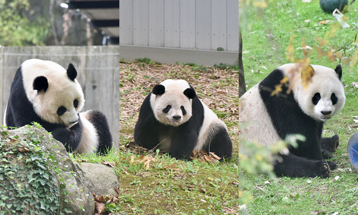 Mei Xiang and Tian Tian as well as their 3-year-old son Xiao Qi Ji. Photos: CFP