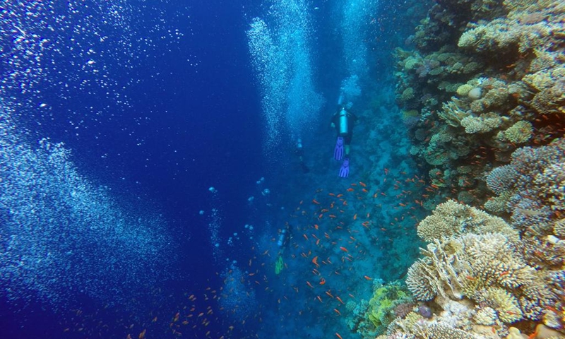 People dive around corals in the Blue Hole in Dahab, Egypt, on Oct. 2, 2023. Dahab, a town on the southeast coast of the Sinai Peninsula in Egypt, is world-renowned for many of its dive spots including the Blue Hole. (Xinhua/Sui Xiankai)
