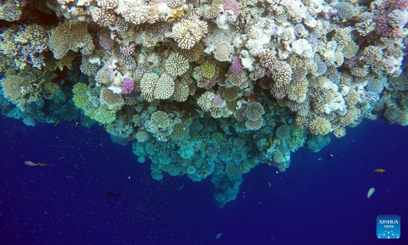 Fish swim around corals in the Blue Hole in Dahab, Egypt, on Oct. 2, 2023. Dahab, a town on the southeast coast of the Sinai Peninsula in Egypt, is world-renowned for many of its dive spots including the Blue Hole. (Xinhua/Sui Xiankai)