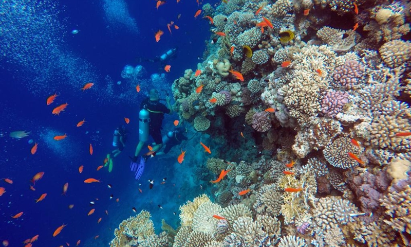 People dive around corals in the Blue Hole in Dahab, Egypt, on Oct. 2, 2023. Dahab, a town on the southeast coast of the Sinai Peninsula in Egypt, is world-renowned for many of its dive spots including the Blue Hole. (Xinhua/Sui Xiankai)