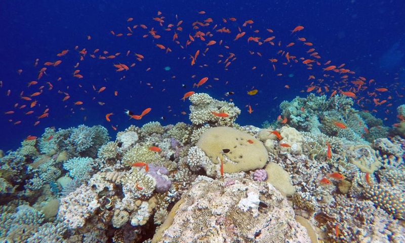 Fish swim around corals in the Blue Hole in Dahab, Egypt, on Oct. 2, 2023. Dahab, a town on the southeast coast of the Sinai Peninsula in Egypt, is world-renowned for many of its dive spots including the Blue Hole. (Xinhua/Sui Xiankai)