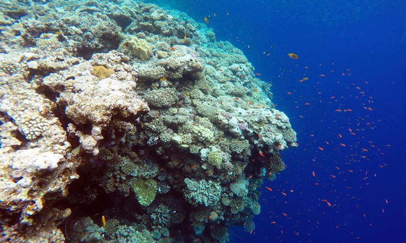 Fish swim around corals in the Blue Hole in Dahab, Egypt, on Oct. 2, 2023. Dahab, a town on the southeast coast of the Sinai Peninsula in Egypt, is world-renowned for many of its dive spots including the Blue Hole. (Xinhua/Sui Xiankai)