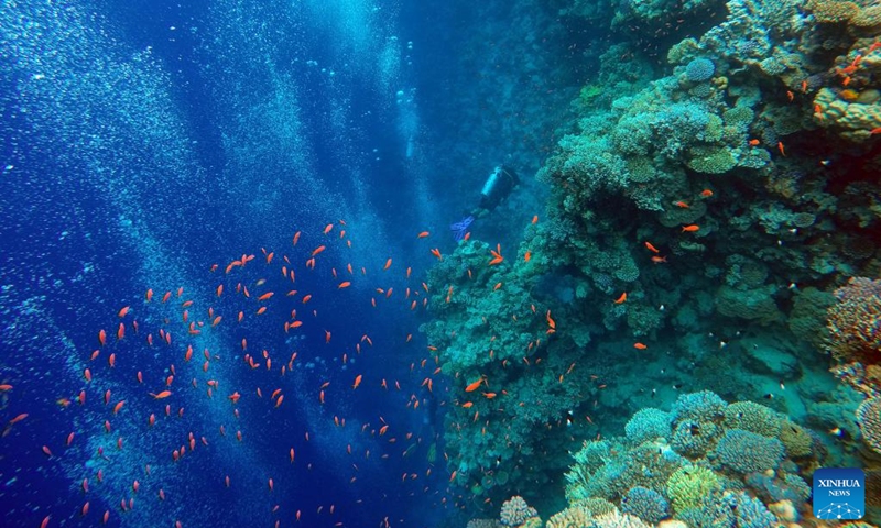People dive around corals in the Blue Hole in Dahab, Egypt, on Oct. 2, 2023. Dahab, a town on the southeast coast of the Sinai Peninsula in Egypt, is world-renowned for many of its dive spots including the Blue Hole. (Xinhua/Sui Xiankai)