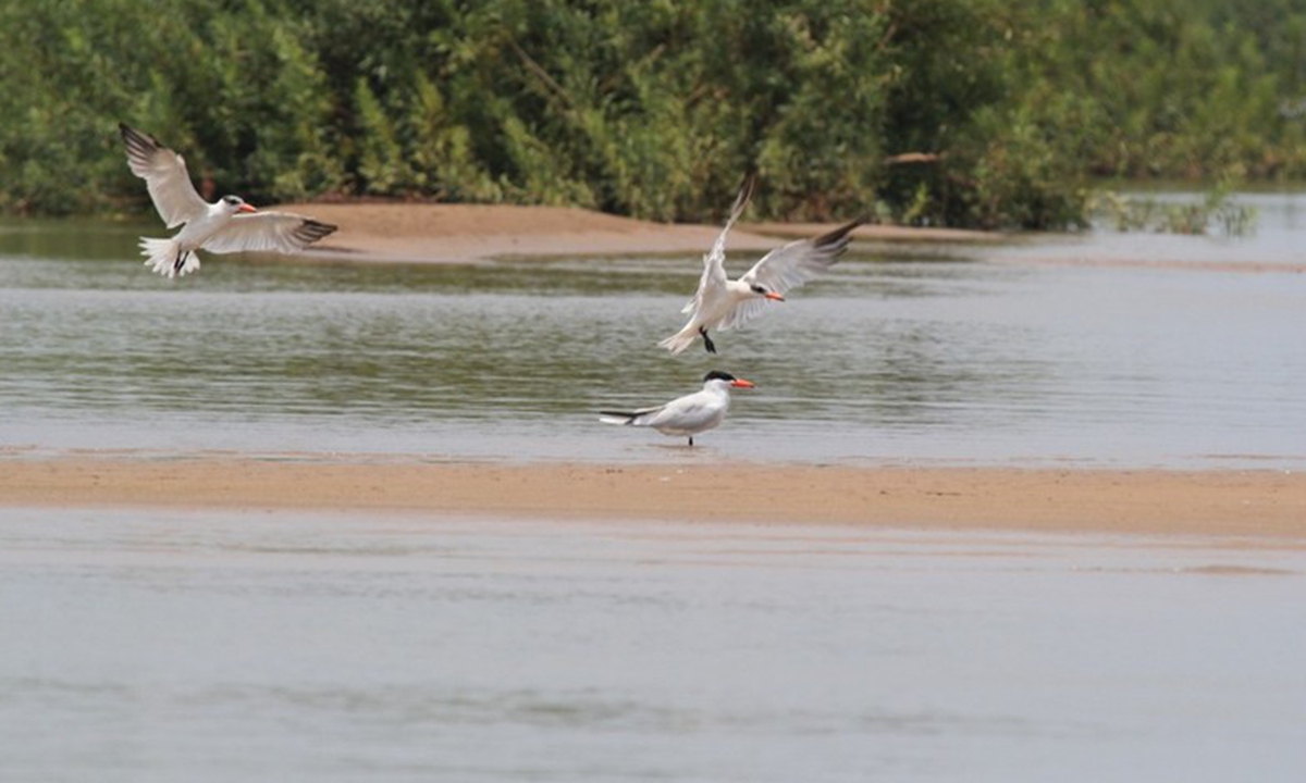 Undated photo shows river terns flying in a Mekong flooded forest area. (Eam Sam Un/WWF-Cambodia/Handout via Xinhua)

