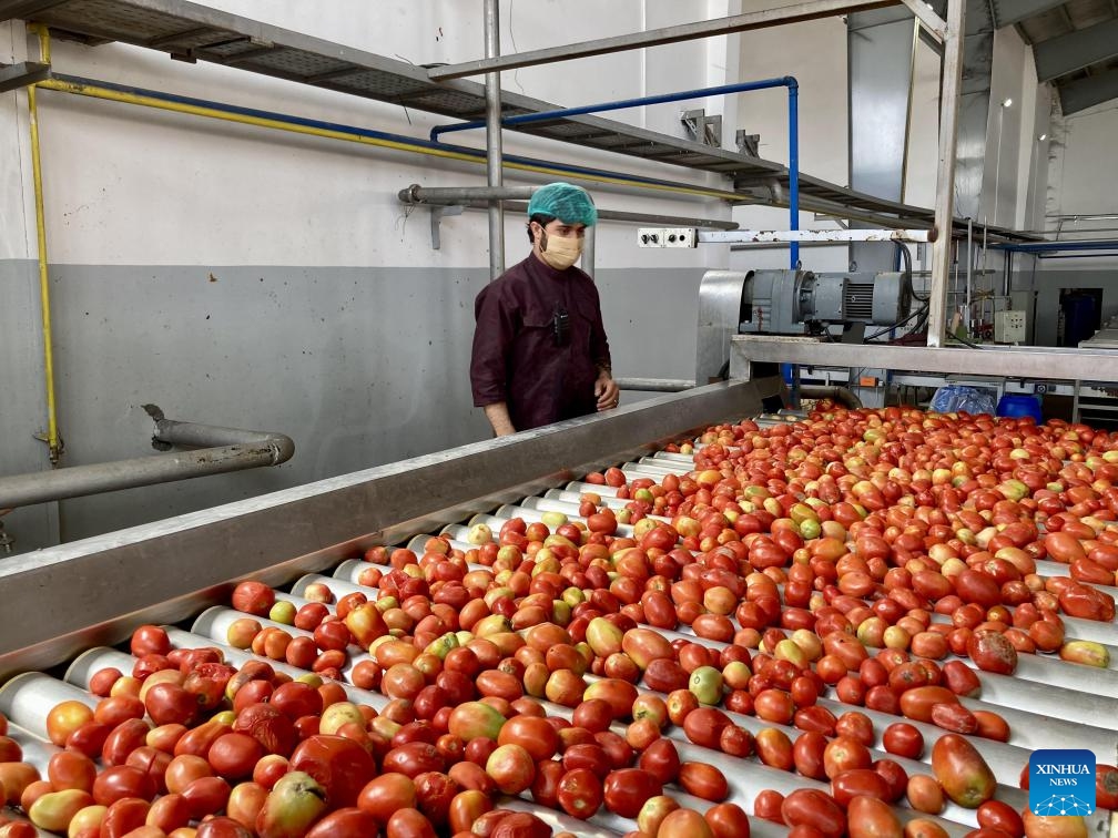 A staff member works at Afghanistan's first-ever tomato paste plant in Kandahar Province, Afghanistan, Oct. 7, 2023. The plant has been established here and began operation recently, head of Kandahar Industrial Park Mufti Ali Mohammad said Thursday.(Photo: Xinhua)