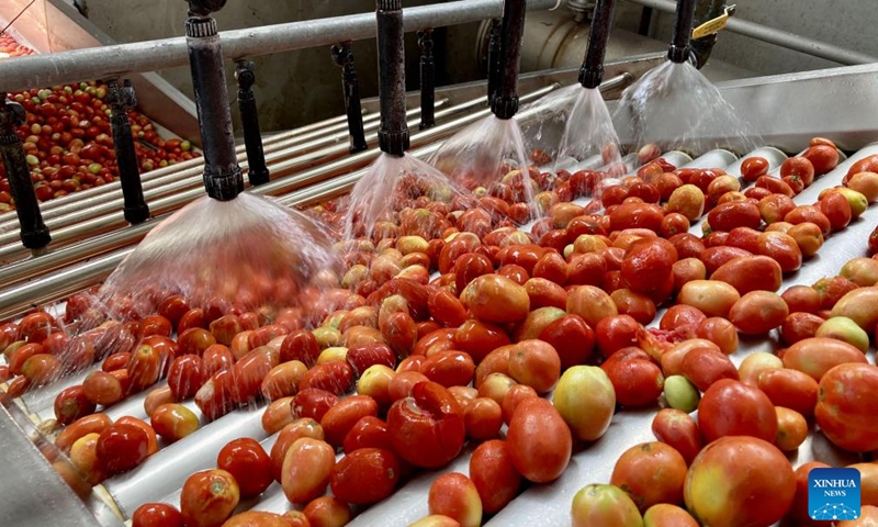 This photo taken on Oct. 7, 2023 shows tomatoes in processing at Afghanistan's first-ever tomato paste plant in Kandahar Province, Afghanistan. The plant has been established here and began operation recently, head of Kandahar Industrial Park Mufti Ali Mohammad said Thursday.(Photo: Xinhua)