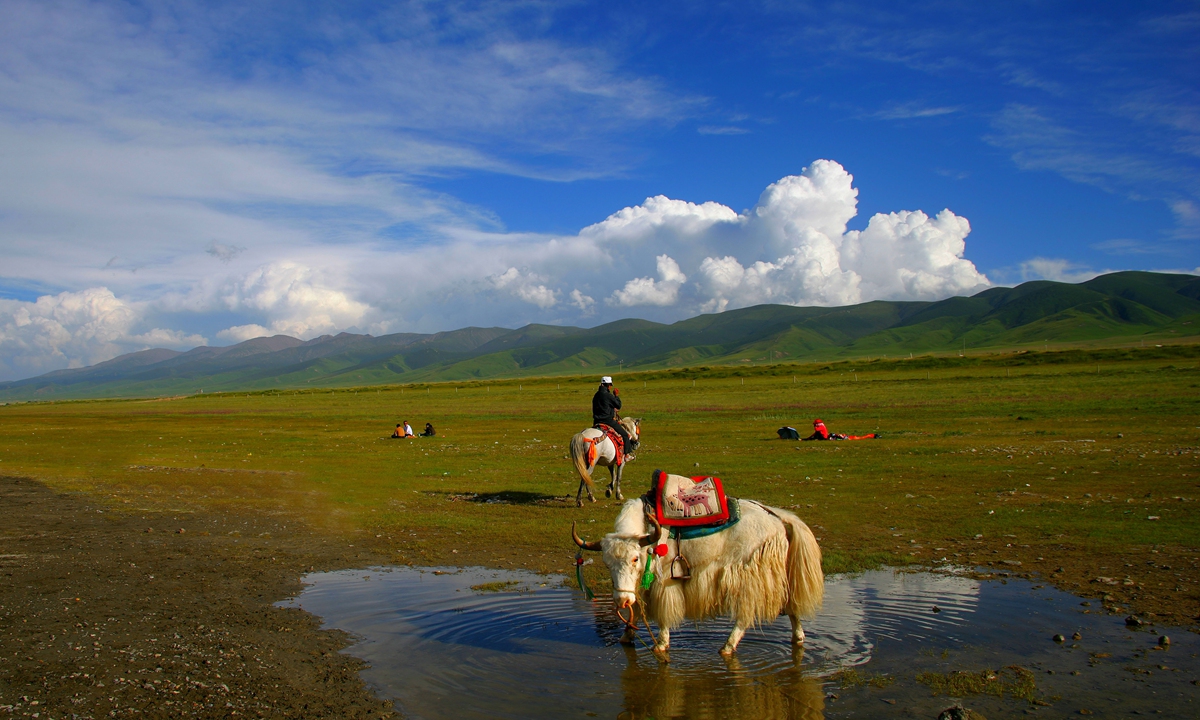 Qinghai Lake National Nature Reserve contains a wealthy of beaches and wetlands. Photo: VCG