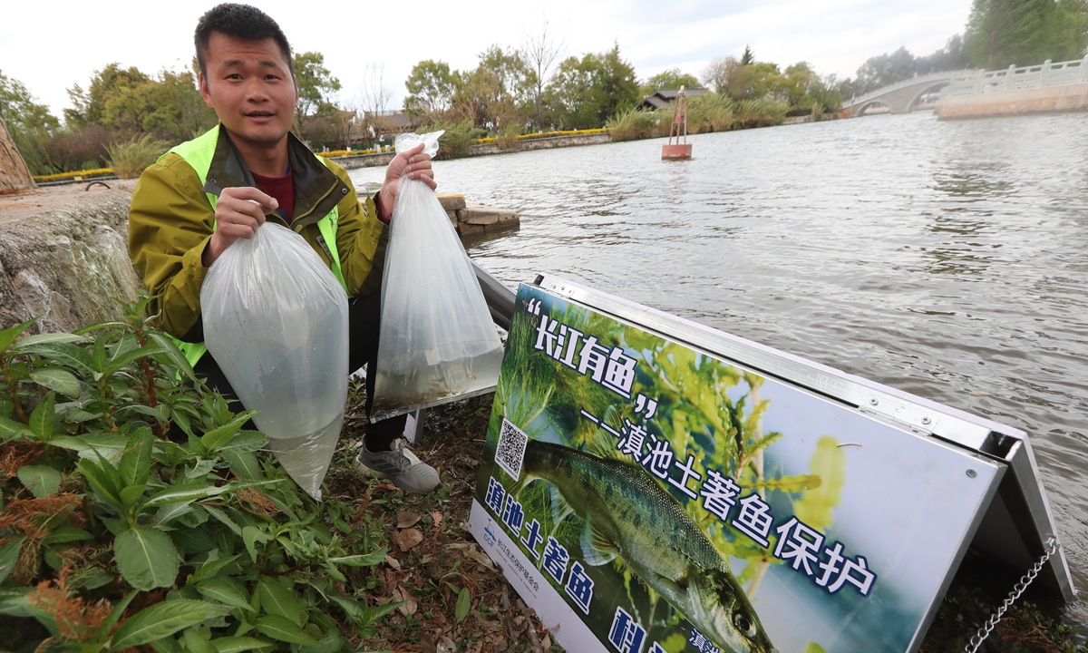 A volunteer releases golden-line barbel fries into the waters of Dianchi Lake in Yunnan on World Water Day, on March 22, 2023. Photo: IC
