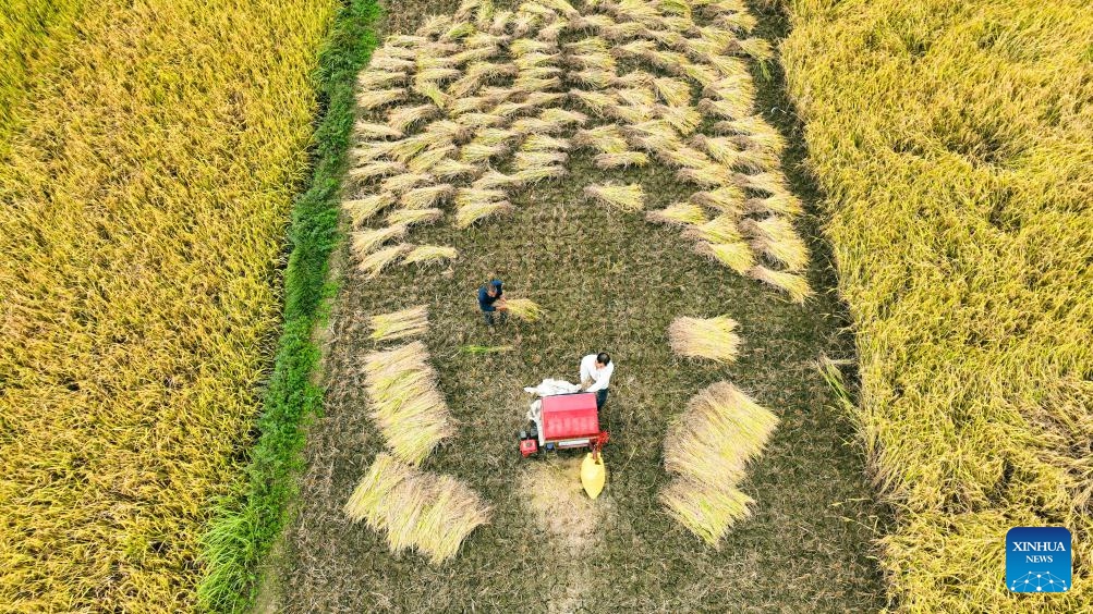This aerial photo taken on Oct. 11, 2023 shows a farmer harvesting rice at a paddy field in Tanxi Village of Chenzhou, central China's Hunan Province.(Photo: Xinhua)