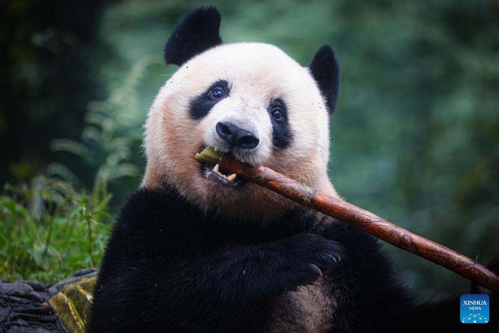 Giant panda Xiang Xiang eats fresh bamboo at the Bifengxia Giant Panda Base in Ya'an, southwest China's Sichuan Province, Oct. 8, 2023. Female giant panda Xiang Xiang met the public at the Bifengxia Giant Panda Base in Ya'an on Sunday. The panda left Ueno Zoo in Tokyo of Japan on Feb. 21, 2023 and flied back to China, her home country.(Photo: Xinhua)