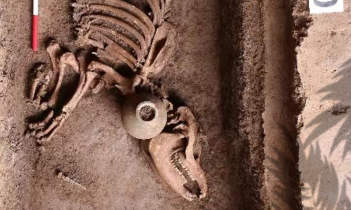 Tapir from more than 2,000 years ago was found in the Han Dynasty imperial tombs located in the Bailuyuan area of Baqiao District, Xi'an, Northwest China's Shaanxi Province.Photo: web 