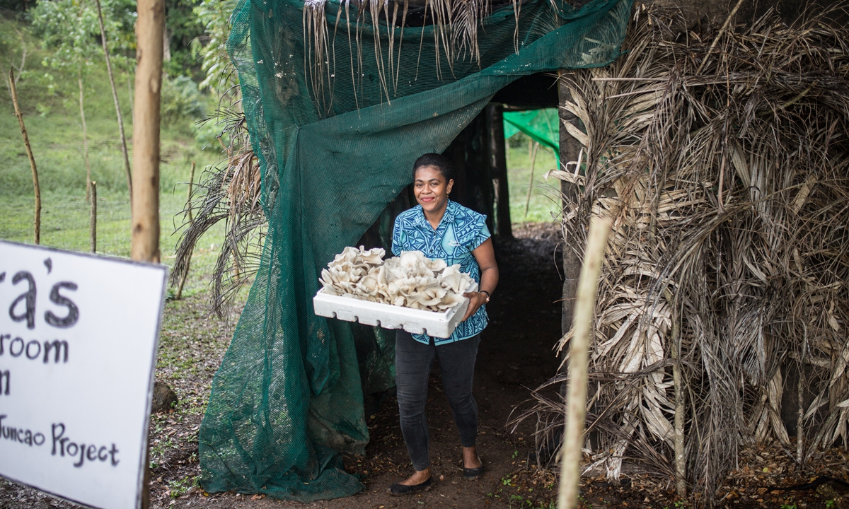 Une femme de la région porte des champignons à la ferme Tadra à Nadi, aux Fidji, le 17 août 2023. Photo : Shan Jie/GT