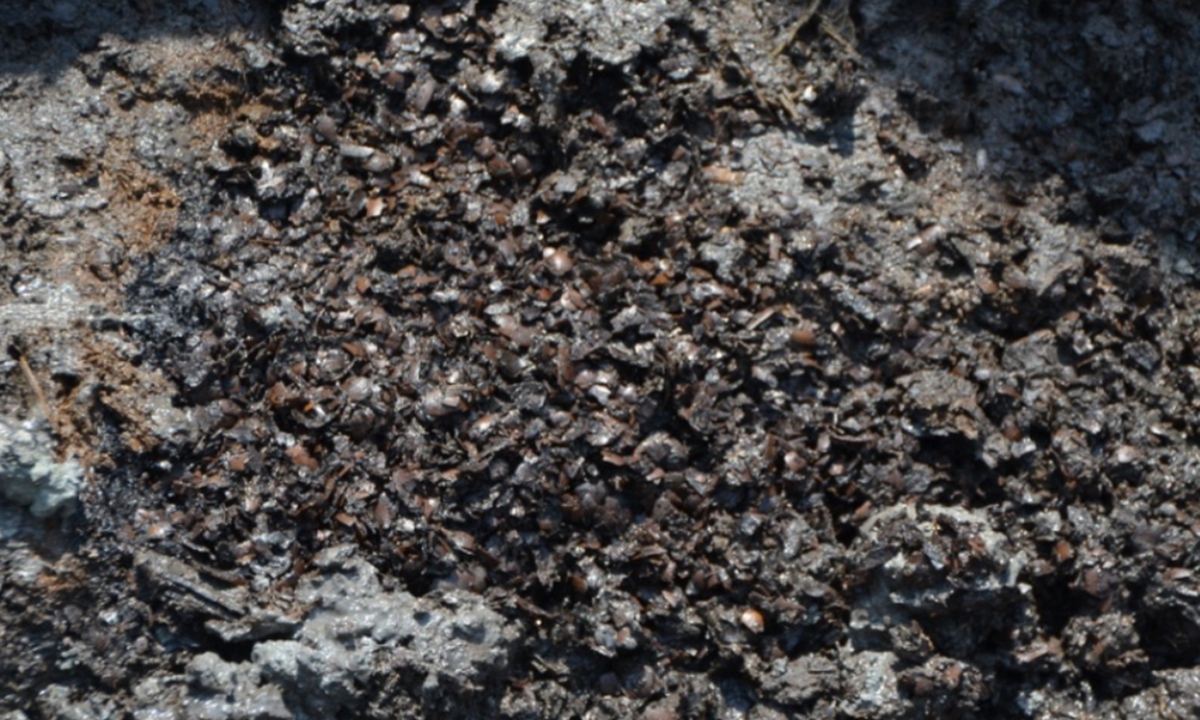 Large amount of acorns unearthed at primary school in E.China. Photo: Screenshoot from website 