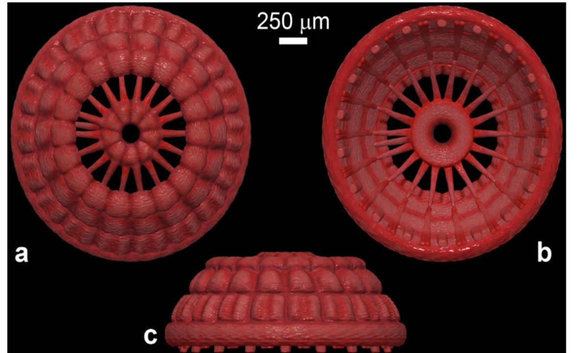 A restoration photo of the 500 million-year-old fossilized animal muscle Photo: Screenshot from online