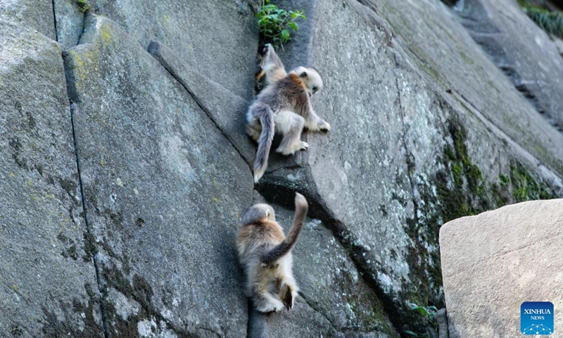 Sichuan golden snub-nosed monkeys are seen at the Yuhe area of the Giant Panda National Park in northwest China's Gansu Province, Oct. 14, 2023.Between April and May this year, 11 monkey cubs had been born at the Yuhe area of the Giant Panda National Park. (Photo:Xinhua)