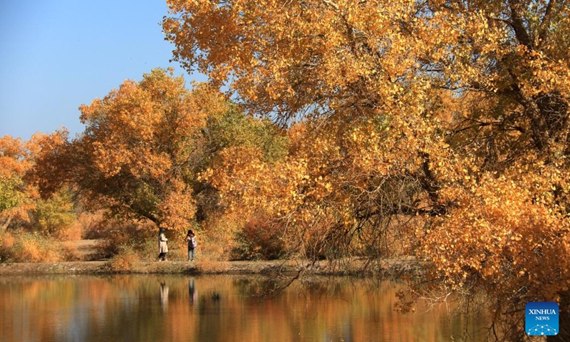 Tourists enjoy scenery in a populus euphratica forest in Dunhuang City, northwest China's Gansu Province, Oct. 14, 2023. (Photo:Xinhua)