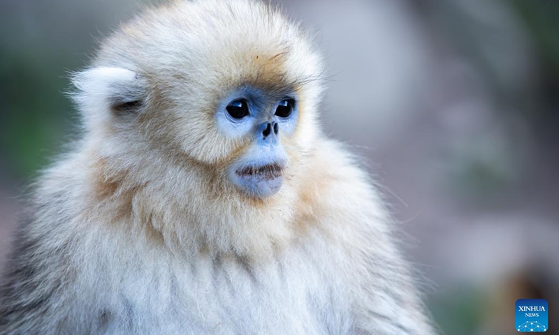 This photo taken on Oct. 14, 2023 shows a Sichuan golden snub-nosed monkey at the Yuhe area of the Giant Panda National Park in northwest China's Gansu Province.Between April and May this year, 11 monkey cubs had been born at the Yuhe area of the Giant Panda National Park. (Photo:Xinhua)