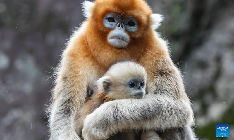 Sichuan golden snub-nosed monkeys are seen at the Yuhe area of the Giant Panda National Park in northwest China's Gansu Province, Oct. 14, 2023.Between April and May this year, 11 monkey cubs had been born at the Yuhe area of the Giant Panda National Park. (Photo:Xinhua)