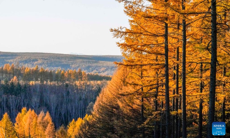 This photo taken on Oct. 14, 2023 shows a view of Saihanba National Forest Park in Chengde City, north China's Hebei Province. (Photo:Xinhua)