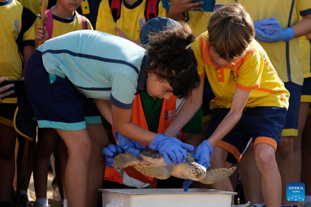 Turtles released into sea after rehabilitation by students in Malta ...