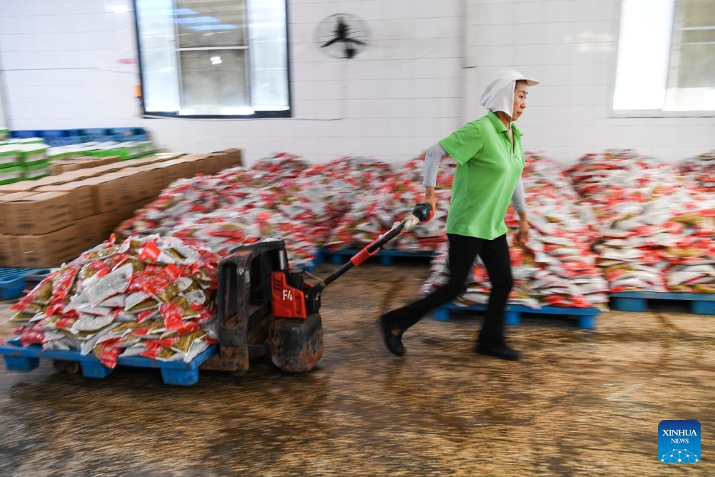 An employee carries Zhacai (pickled mustard tubers) products at a company in Fuling, southwest China's Chongqing Municipality, Oct. 16, 2023. The history of pickle-making in Chongqing's Fuling, a major pickle production base, dates back more than 150 years. The district's traditional method of producing preserved mustard tubers was listed as a state-level intangible cultural heritage in 2008.(Photo: Xinhua)