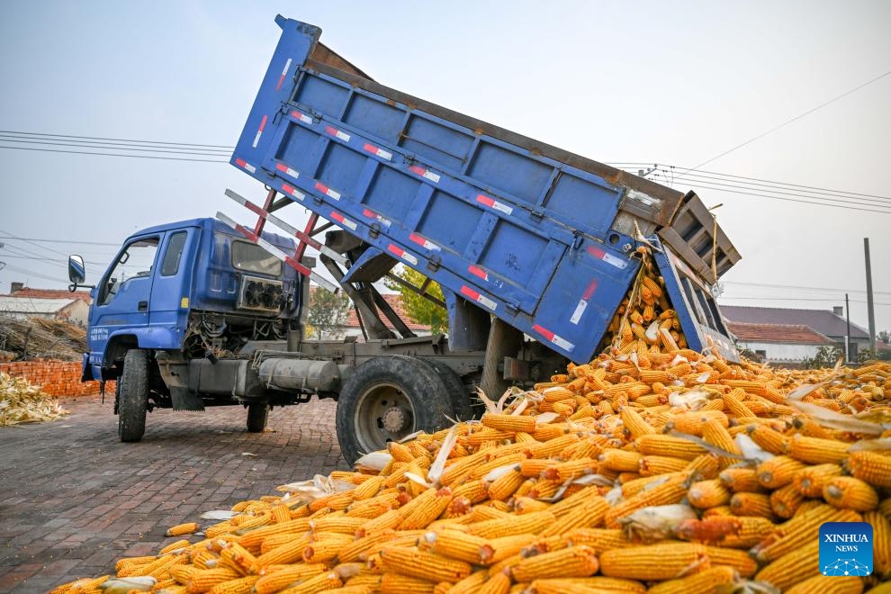 A farmer unloads corns in Fengtian Town of Horqin District, Tongliao City, north China's Inner Mongolia Autonomous Region, Oct. 13, 2023. A total of 20.3 million mu (about 1.35 million hectares) of grains in Tongliao City is in harvest season. This year, the corn planting area in Tongliao has exceeded 18 million mu (about 1.2 million hectares).(Photo: Xinhua)