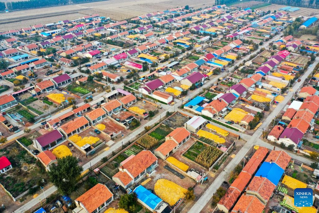 This aerial photo taken on Oct. 13, 2023 shows corns being dried in family yards in Fengtian Town of Horqin District, Tongliao City, north China's Inner Mongolia Autonomous Region. A total of 20.3 million mu (about 1.35 million hectares) of grains in Tongliao City is in harvest season. This year, the corn planting area in Tongliao has exceeded 18 million mu (about 1.2 million hectares).(Photo: Xinhua)