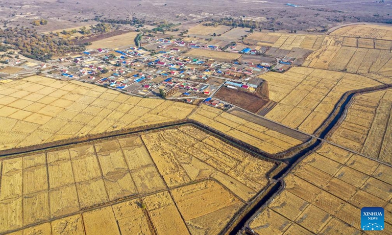 This aerial photo taken on Oct. 14, 2023 shows harvested paddy fields in Jinbaotun Town, Horqin Left Wing Rear Banner of Tongliao City, north China's Inner Mongolia Autonomous Region. A total of 20.3 million mu (about 1.35 million hectares) of grains in Tongliao City is in harvest season. This year, the corn planting area in Tongliao has exceeded 18 million mu (about 1.2 million hectares).(Photo: Xinhua)