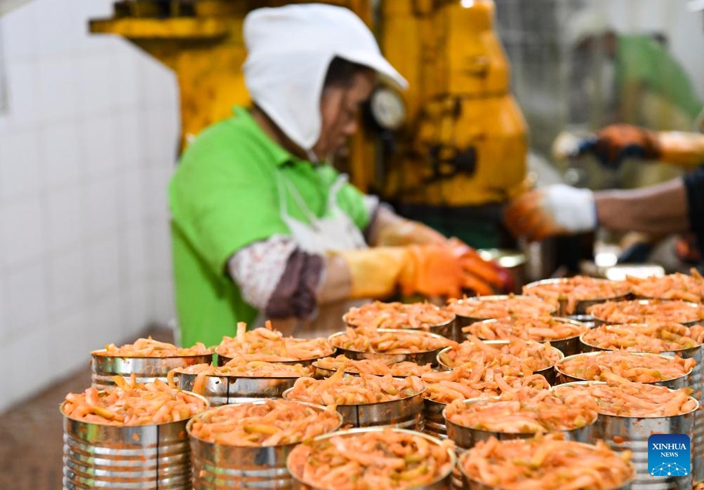 An employee processes Zhacai (pickled mustard tubers) products at a company in Fuling, southwest China's Chongqing Municipality, Oct. 16, 2023. The history of pickle-making in Chongqing's Fuling, a major pickle production base, dates back more than 150 years. The district's traditional method of producing preserved mustard tubers was listed as a state-level intangible cultural heritage in 2008.(Photo: Xinhua)