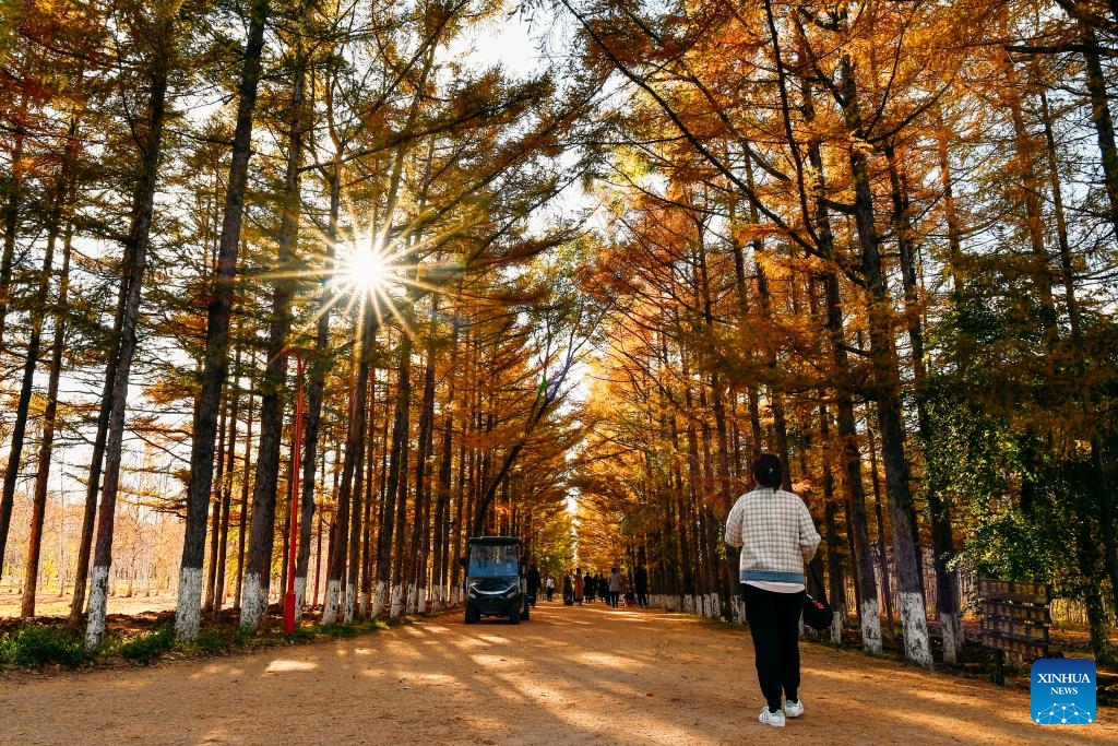 Visitors take an autumn-day walk at a park in Changchun, northeast China's Jilin Province, Oct. 19, 2023.(Photo: Xinhua)