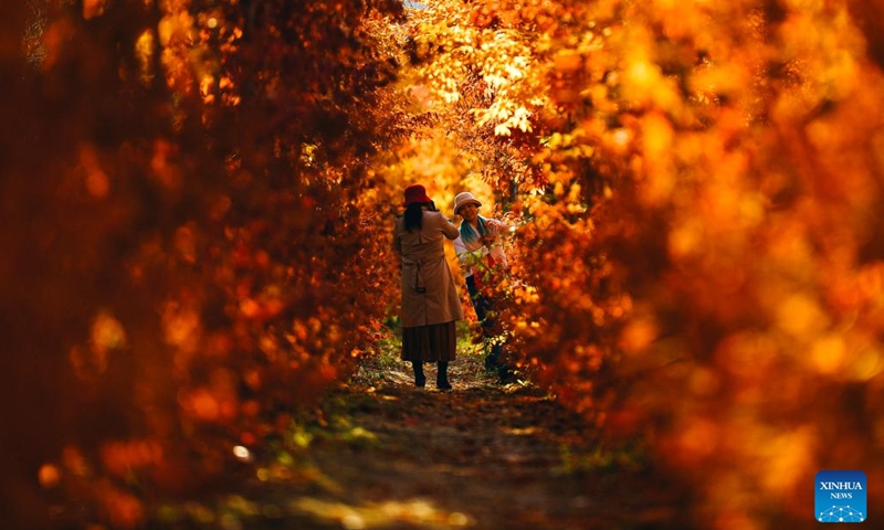 Visitors take photos among autumn leaves at a park in Changchun, northeast China's Jilin Province, Oct. 19, 2023.(Photo: Xinhua)