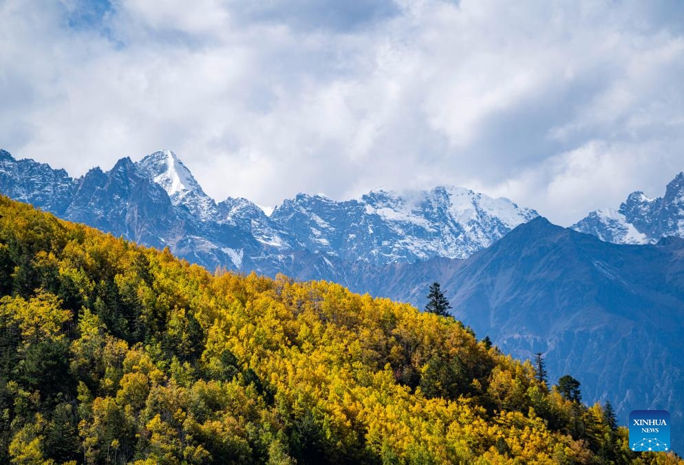 This photo shows autumn scenery of Hongla Mountain with snow mountains in the background in Mangkam County, Qamdo, southwest China's Tibet Autonomous Region, Oct. 20, 2023.(Photo: Xinhua)